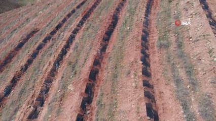 Türkiye'de ilk kez uygulanan malçlama yöntemiyle Aksaray'da 200 bin fidan dikildi