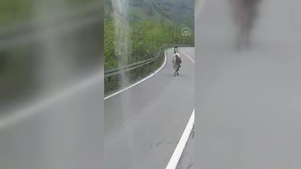 Yolda koşan at sürücülere zor anlar yaşattı