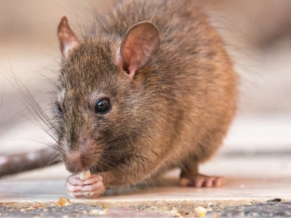 Rattenbefall: So wirst du die Nager wieder los