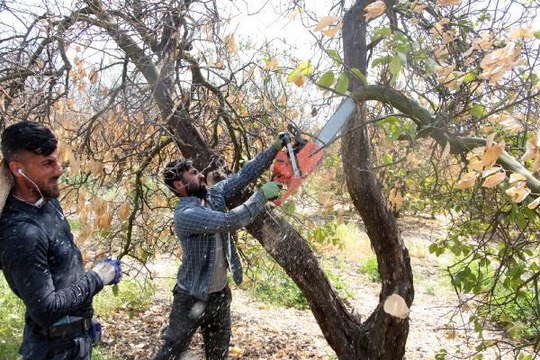 DONDAN ZARAR GÖREN NARENCİYE AĞAÇLARI KESİLİYOR