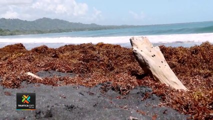 tn7-sargazo-vuelve-al-caribe-de-nuestro-pais-210422