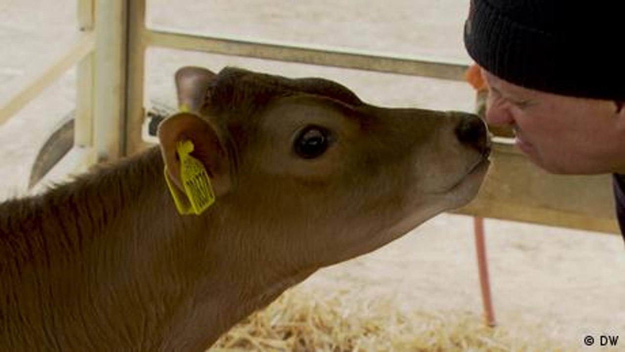 Climate-friendly cows