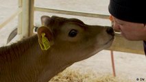 Reino Unido: vacas de bajas emisiones