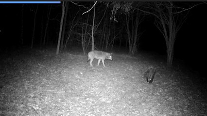 L'istrice e il lupo, la danza notturna