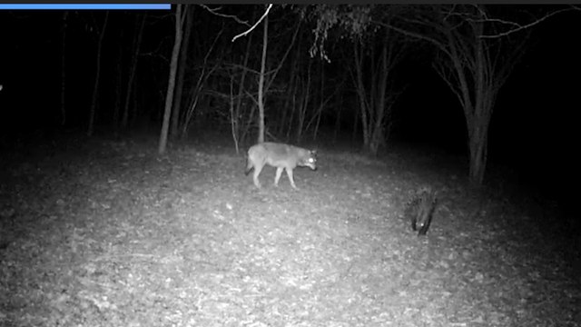 L'istrice e il lupo, la danza notturna