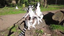 Lemur twins  at Woburn Safari Park
