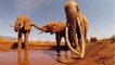 Éléphants : qu'est-ce qu'un "tusker" ?