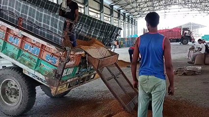 सरसों, गेहूं के खुले बाजार में मिल रहे अच्छे भाव