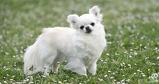 Le plus vieux chien du monde est un chihuahua âgé de 21 ans et 3 mois