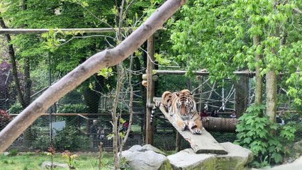 Zoo : Les animaux passent à table devant le public