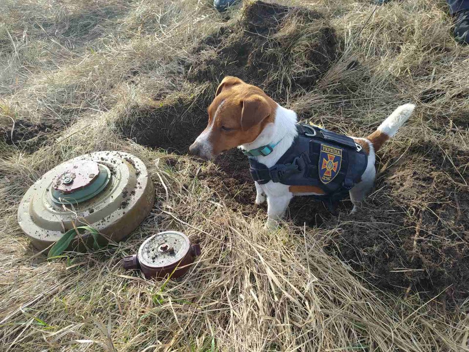 Patron, le petit chien démineur est devenu héros national en Ukraine en repérant près de 90 bombes