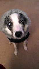 Qettra the Dog Knows How to Strike a Pose