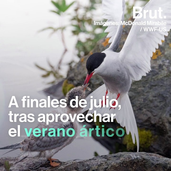 El gaviotín ártico tiene el récord de la migración más larga