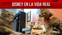 ¿Cómo serían los personajes de Disney en la vida real?