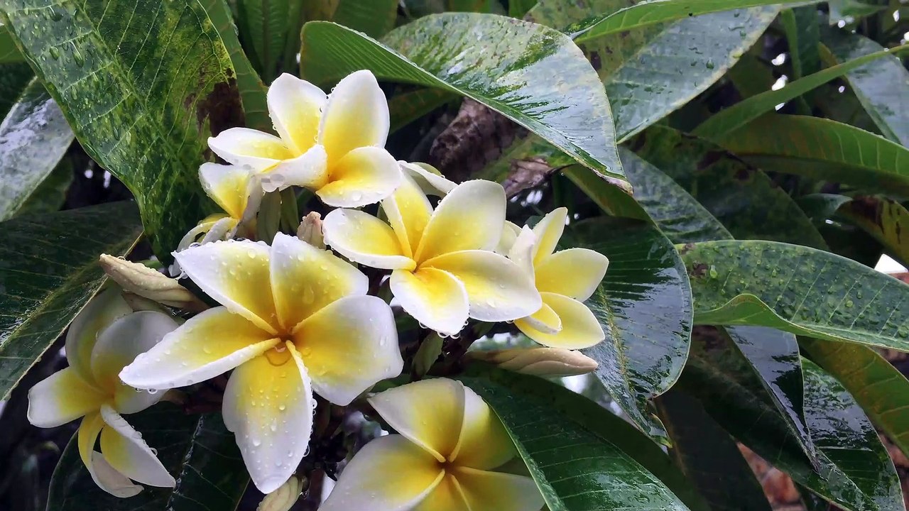 FLOWER MAGIC AFTER RAIN