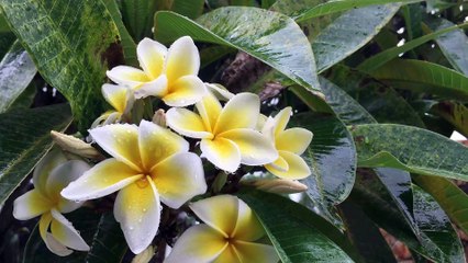 FLOWER MAGIC AFTER RAIN