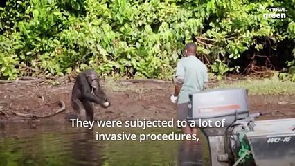 These abandoned apes have a dark story to tell about US animal testing