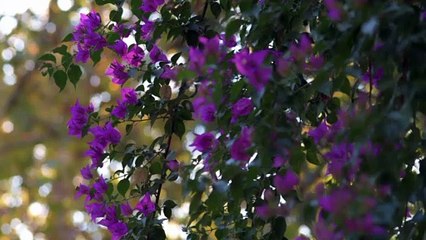 A las mujeres de España. María Lejárraga - Tráiler -