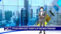 Ular Berbisa Masuk ke Teras Rumah dan Terjebak di Saluran Air, Petugas Damkar Bantu Evakuasi