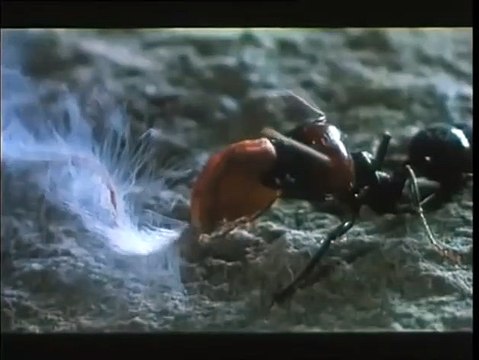 Producteur de Z de Costa-Gavras et des documentaires Microcosmos, Le Peuple Migrateur ou encore Océans , l'acteur et réalisateur Jacques Perrin est décédé à l'âge de 80 ans.