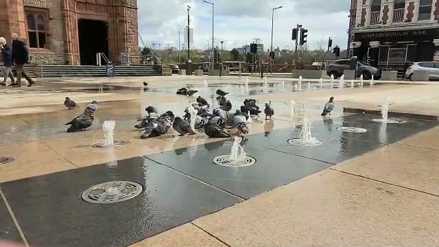 Pigeons playing in the fountains in the Guildhall Square.