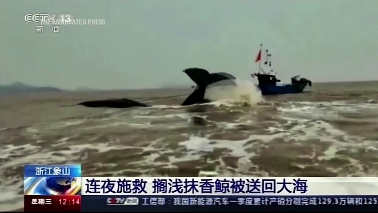 Dramático rescate de una ballena varada en una playa