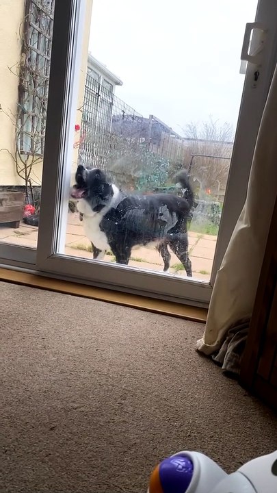 Dog Likes to Lick Windows