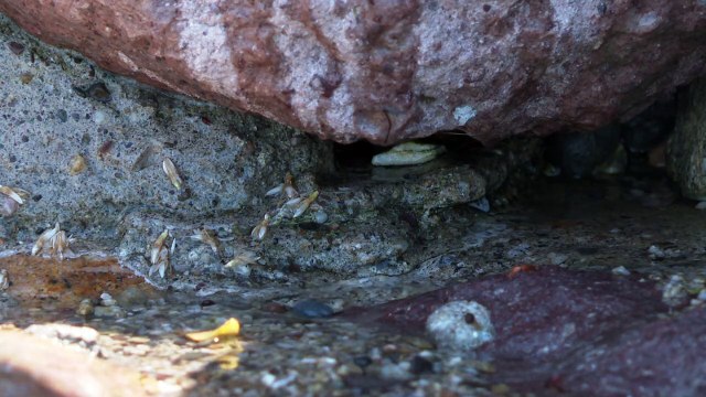 Detectan descargas de aguas residuales en playa Conchas Chinas | CPS Noticias Puerto Vallarta
