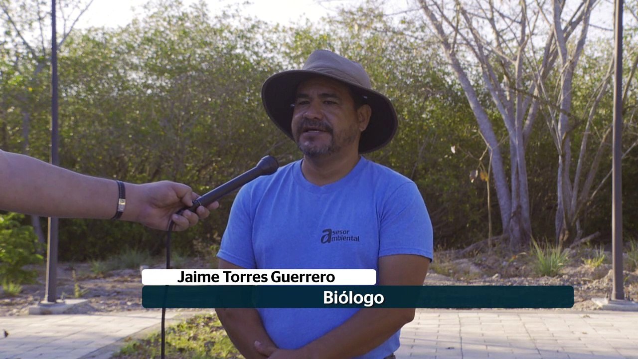 Desazolve de rio Pitillal debe cumplir con rescate de flora y fauna | CPS Noticias Puerto Vallarta