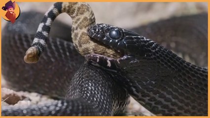 top 16 bloody scary snakes fights , they ate  each others