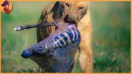 15 scenes of ruthless lions attacks