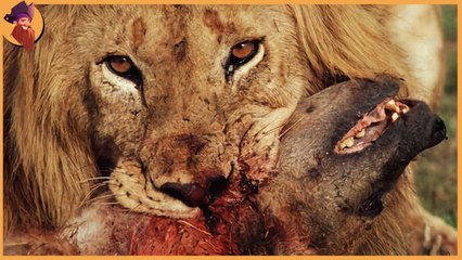 top scenes that predators got killed and devoured!