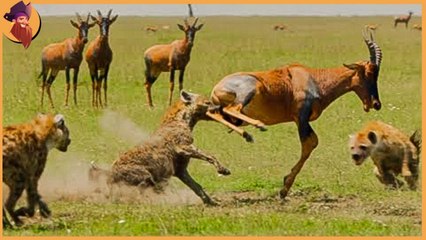 Top 15 violent AND cruel animals have been ever exist in the world