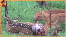 15 top cruel wild dogs fight and hunting , take a deep breath!