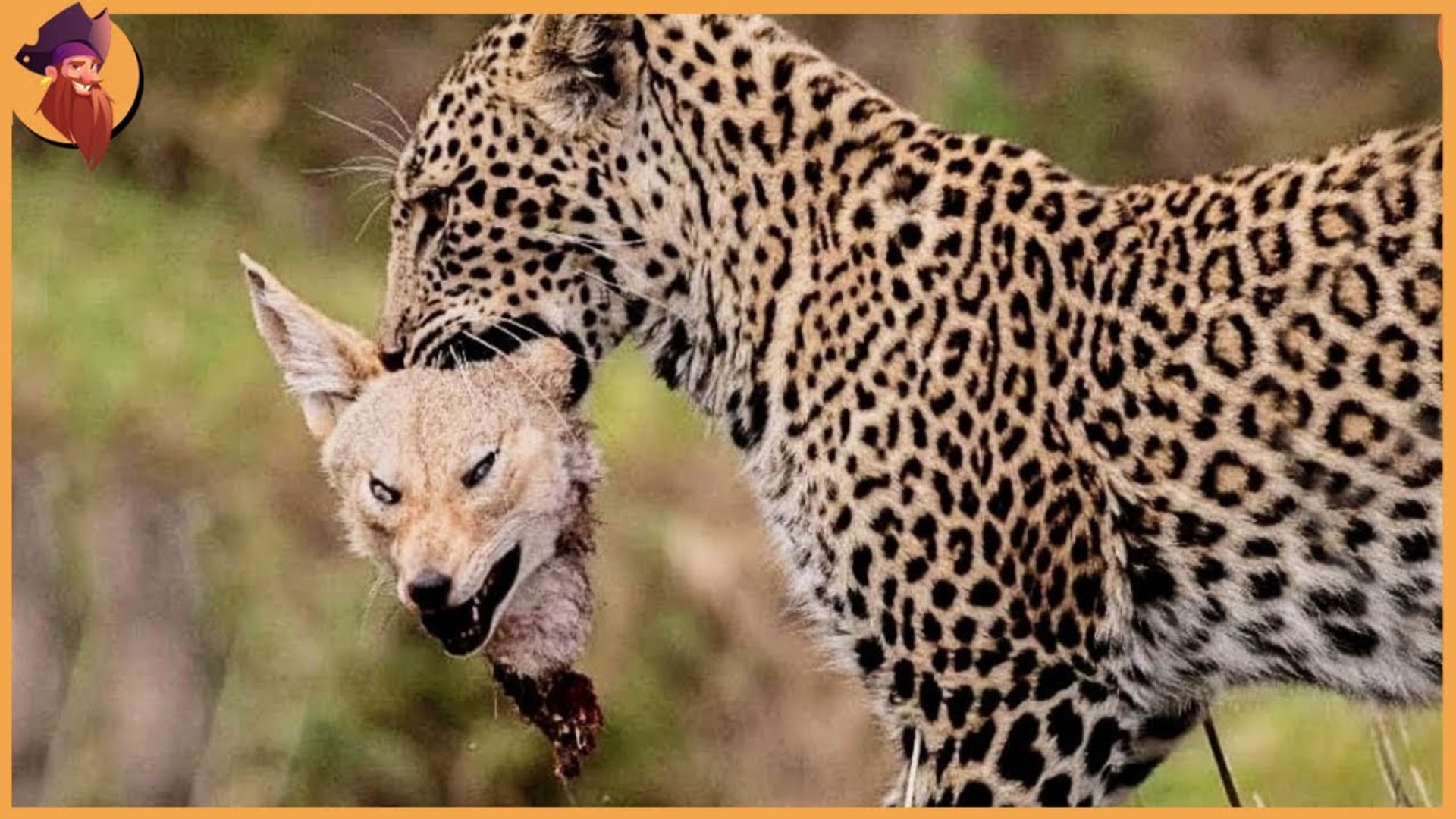 Leopard VS every one , see when leopards hunts , brutal but majestic