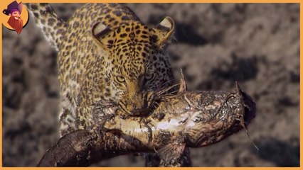 hunting school, see how predators learn hunting, and  develop their skills