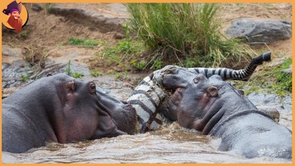 15 scenes to the most smartest hunting strategies underwater