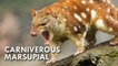 Australian Quoll  VS every one ,see the most cruel wild  small animal in the forest