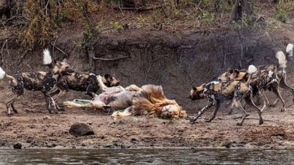 15 shoots of predators attacks , wonderful scenes ever taken on camera