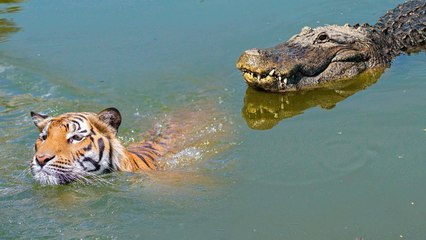 crocodiles VS  wild big cats !!! see who did win!? no not what do you think!
