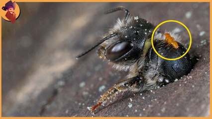 the most genius strategies the insects use to survive