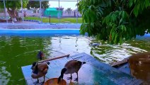 360 Zoo- DHA (Defence Housing Authority) Multan - Pakistan ( 480 X 854 )