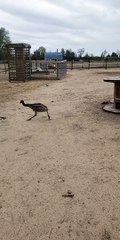 Baby Emu with Zoomies Chases Around a Small Bird