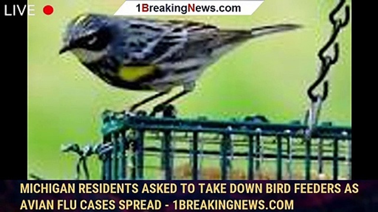 Michigan residents asked to take down bird feeders as avian flu cases