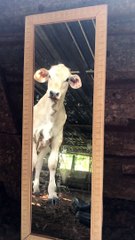 Cute Calves Reacting to Themselves in a Mirror