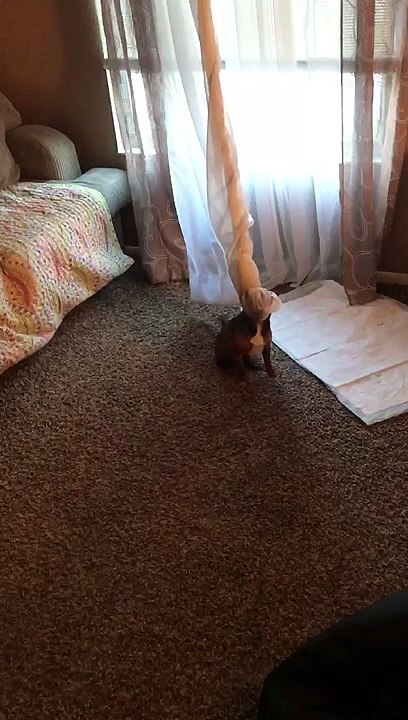 Bruiser Got Himself into a Situation