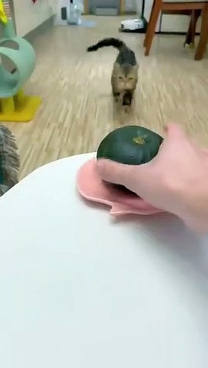 Chat chat funny