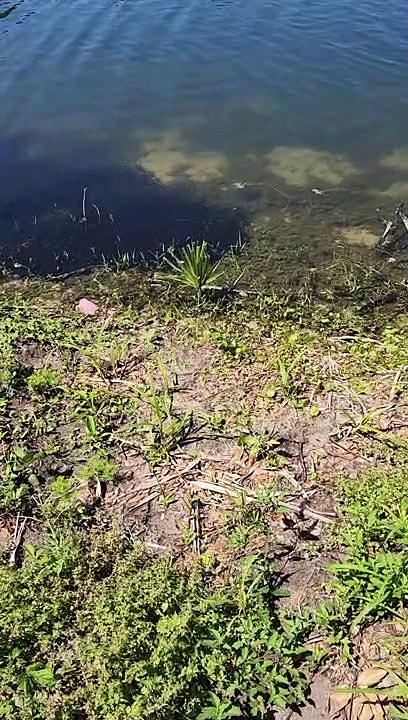 Tadpoles Take Over Pond
