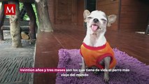 El perro más viejo del mundo es un chihuahua y se llama 'Tobykeith'