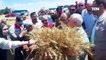 محافظ بورسعيد اللواء عادل الغضبان يشهد موسم حصاد القمح بمنطقة سهل الطينة شرق بورسعيد